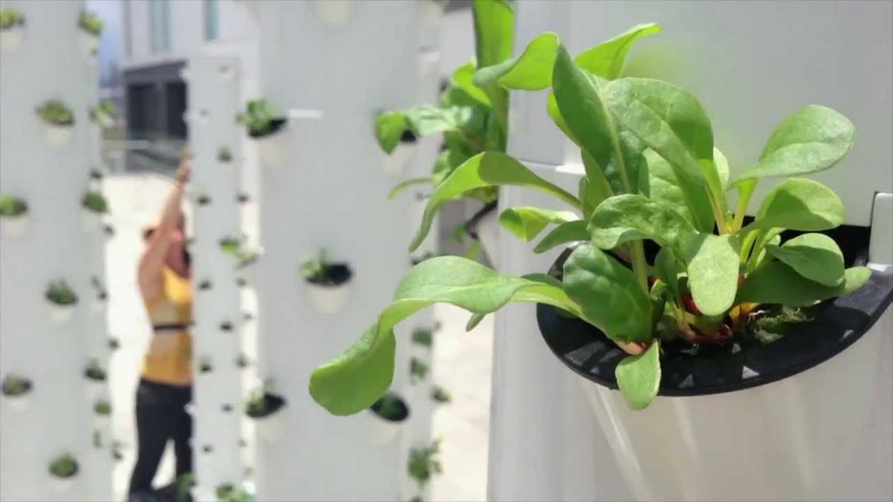 Future Growing® Rooftop Tower Garden® Farm, Escazu, Costa Rica