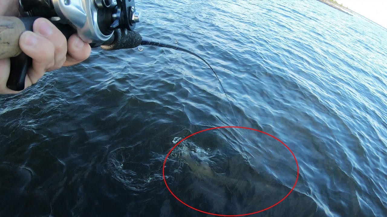 My Biggest Fish Ever Eats At My Feet.