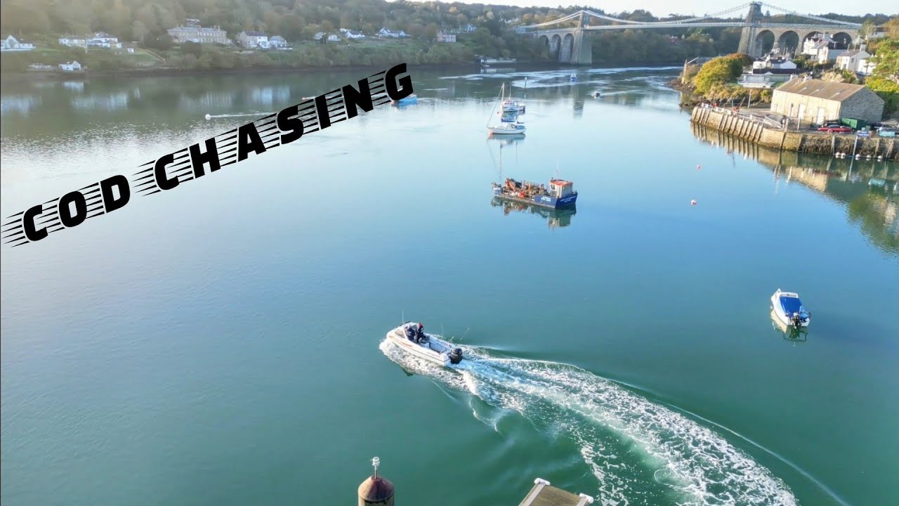 Anglesey cod chase . uk sea fishing