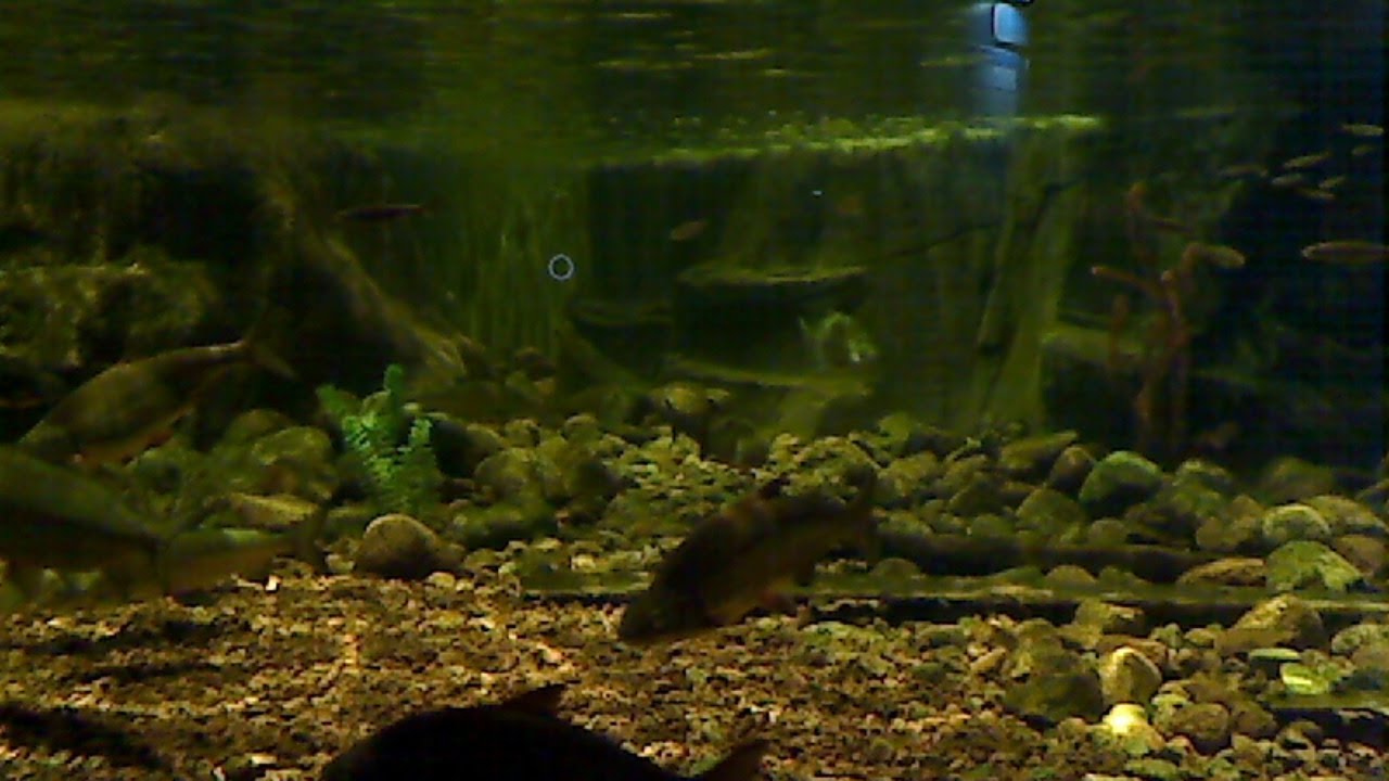 Maretarium ruokinta Suomenlahti allas
