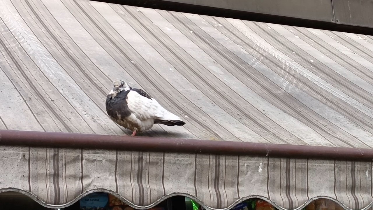 Pigeons from our city - Look at these adorable pigeons