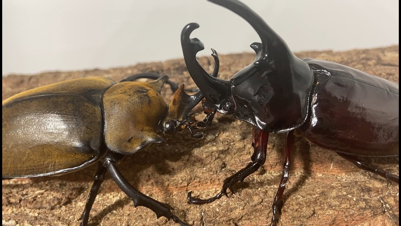 アフリカ最大のカブトムシ ケンタウルスオオカブト三番勝負