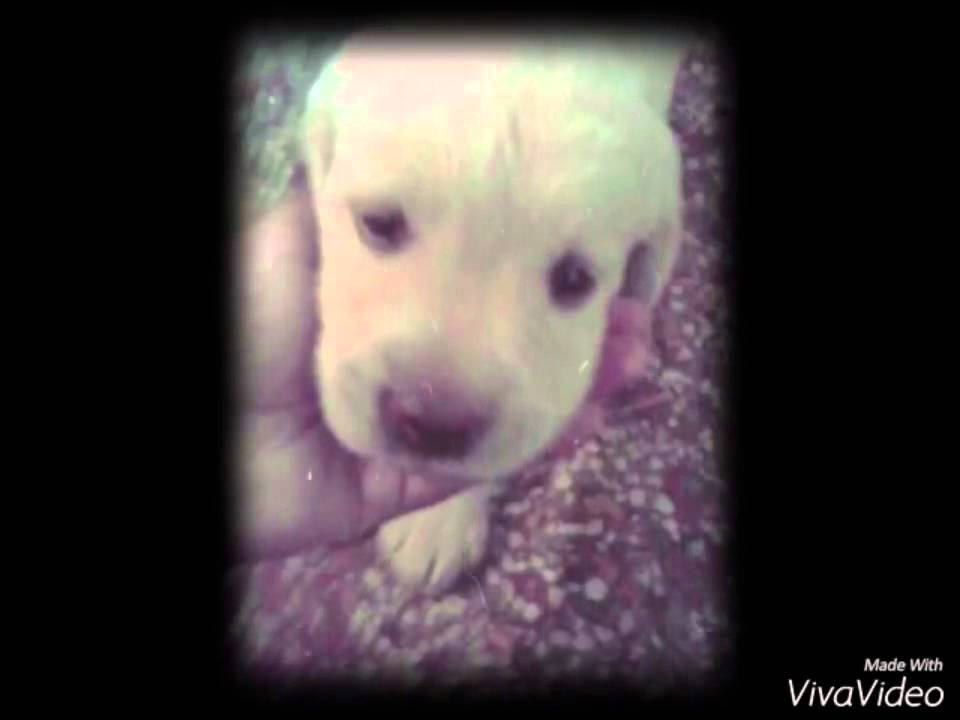 From where it all started. My forever love, LUCKY ( Yellow Labrador)