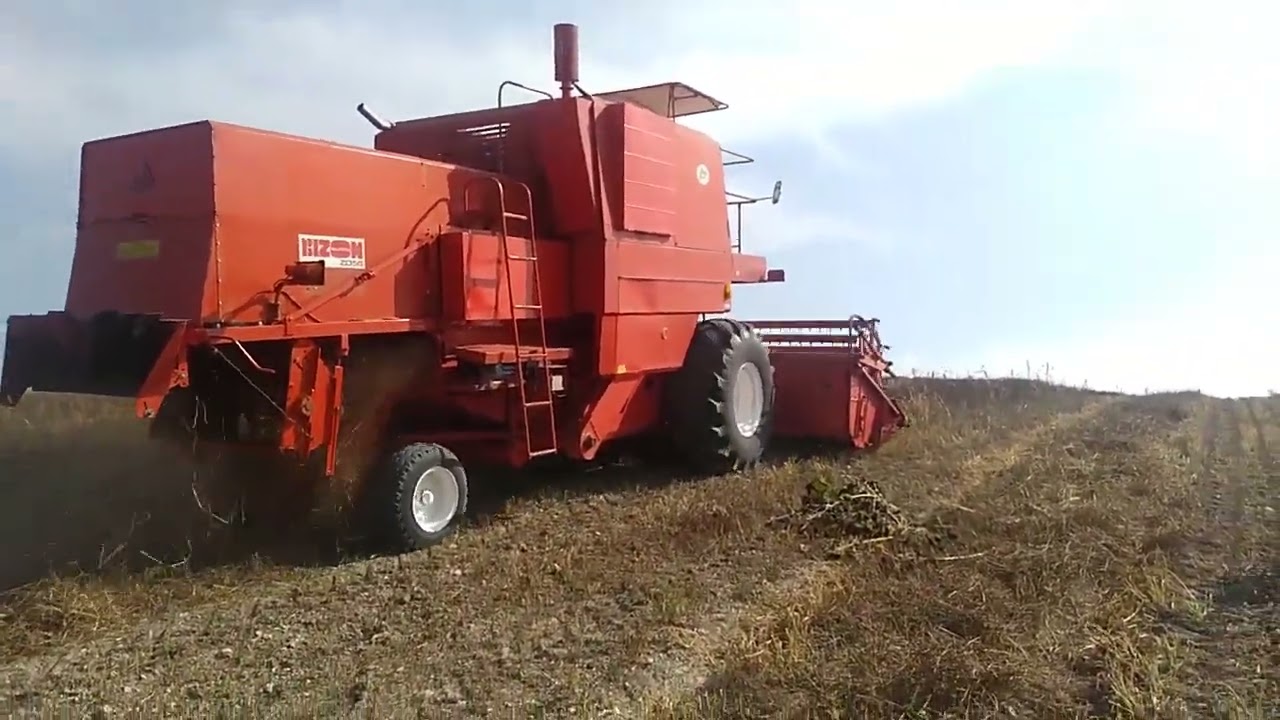 Żniwa anyżu 2023. Anise harvest 2023 in Poland. Anizs Ernte 2023 in Polen.