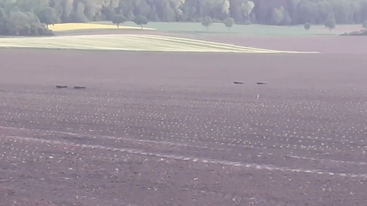 Die Balz der Rebhühner