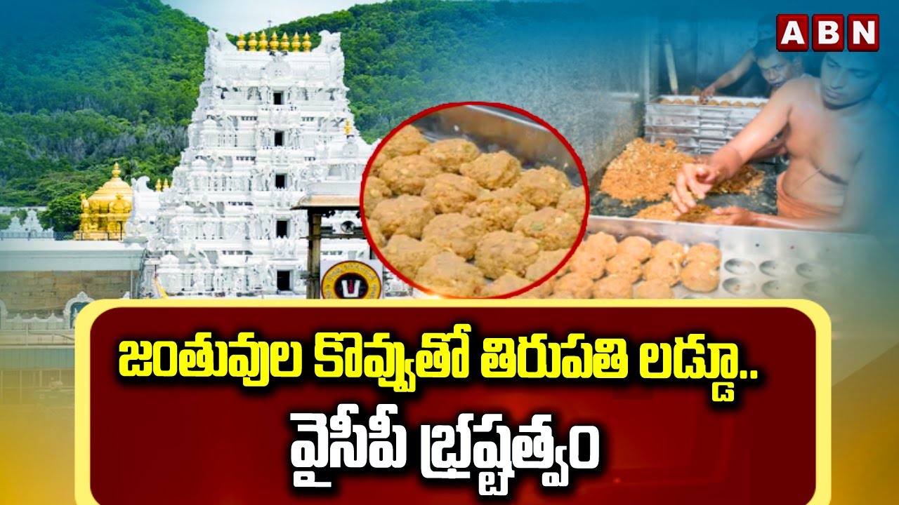 జంతువుల కొవ్వుతో తిరుపతి లడ్డూ.. వైసీపీ భ్రష్టత్వం | Animal Fat In Tirumala Srivari Laddu | ABN