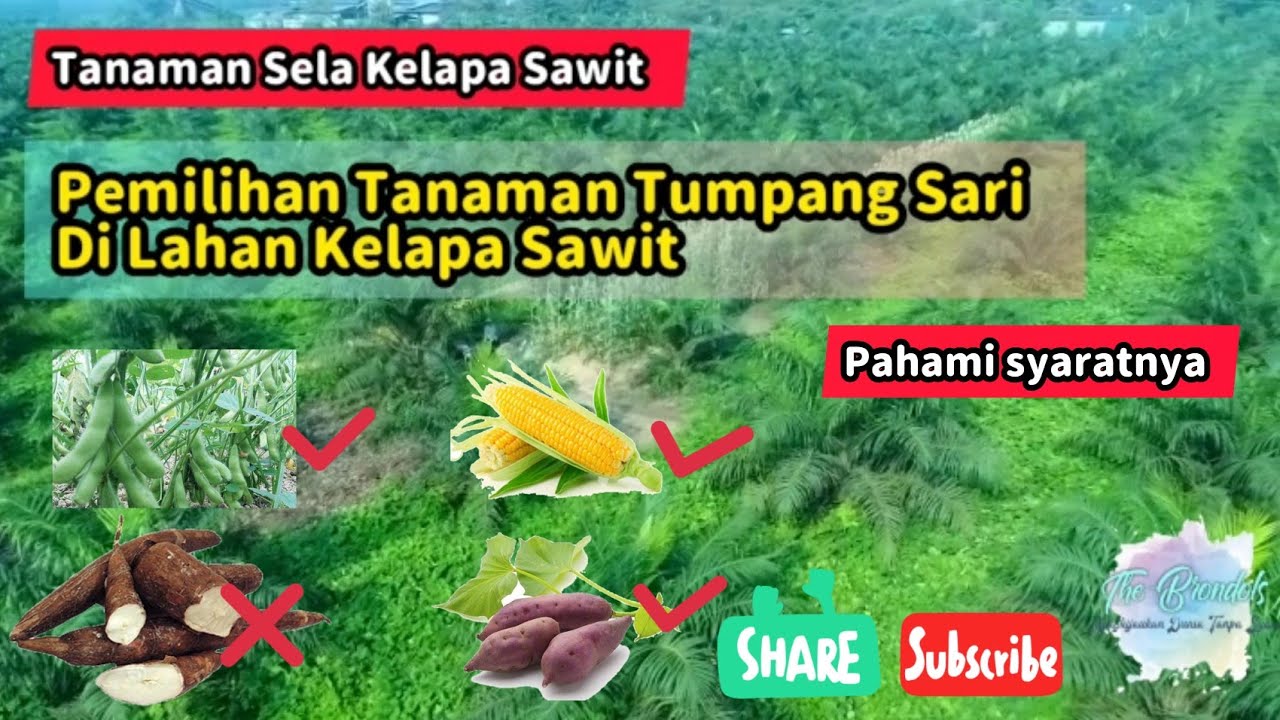 Pemilihan Tanaman Sela atau Tumpang Sari pada Lahan Kelapa Sawit
