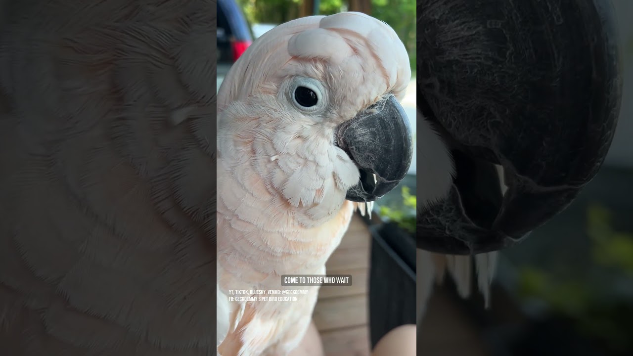 Preening feathers should be relaxing for the parrot and the person - don't sweat it too much!