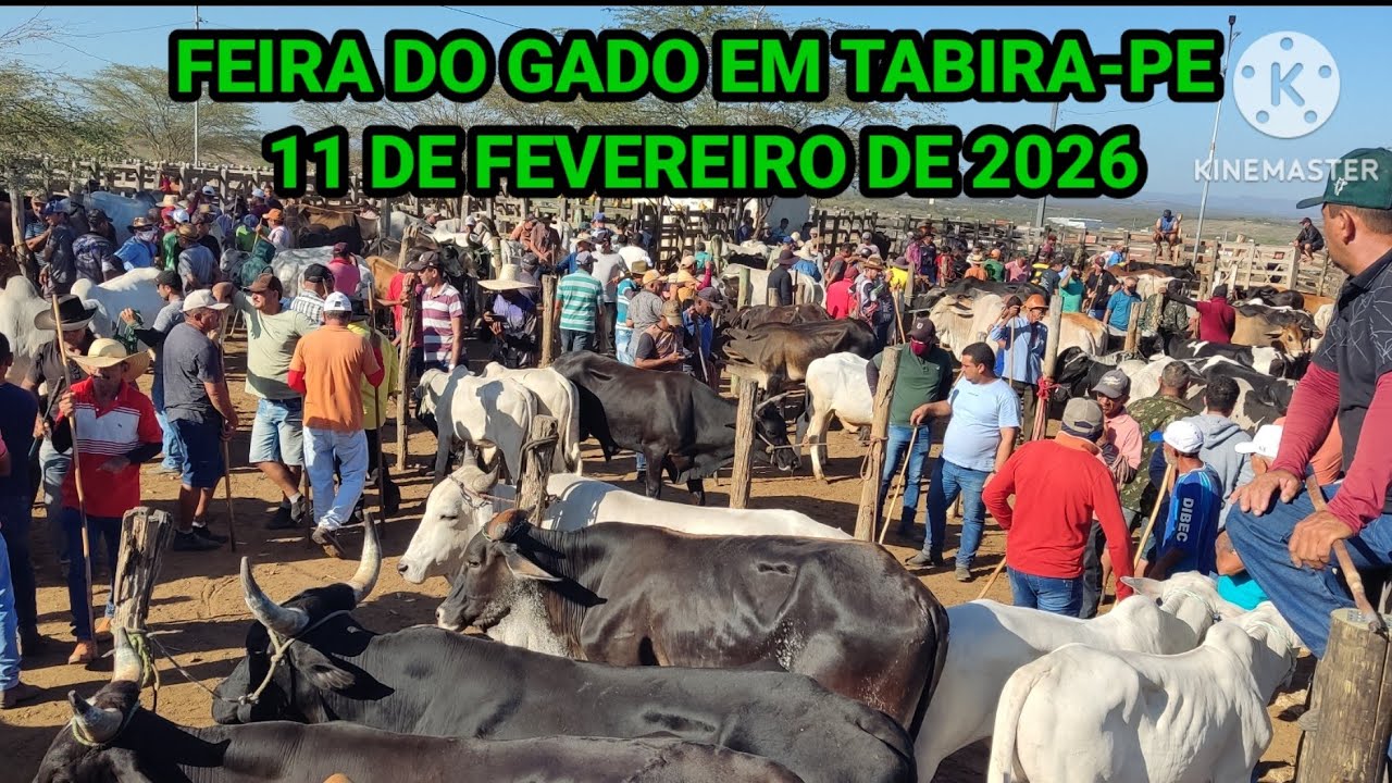 Feira do Gado de Tabira-PE dia 11/02/2026