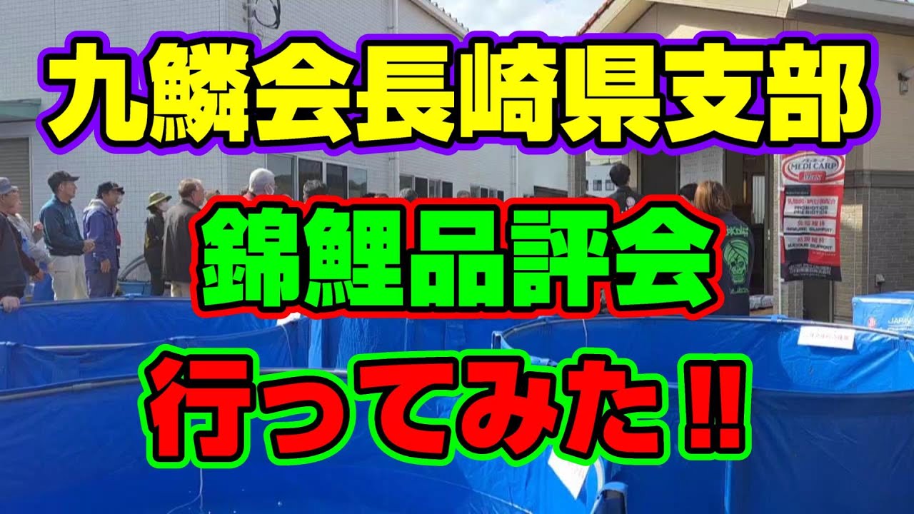 【汚池再生計画】『九鱗会長崎県支部』錦鯉品評会へ行っててきました‼#錦鯉 ＃立て鯉＃koipond#koi ＃錦鯉品評会＃泳ぐ宝石錦鯉