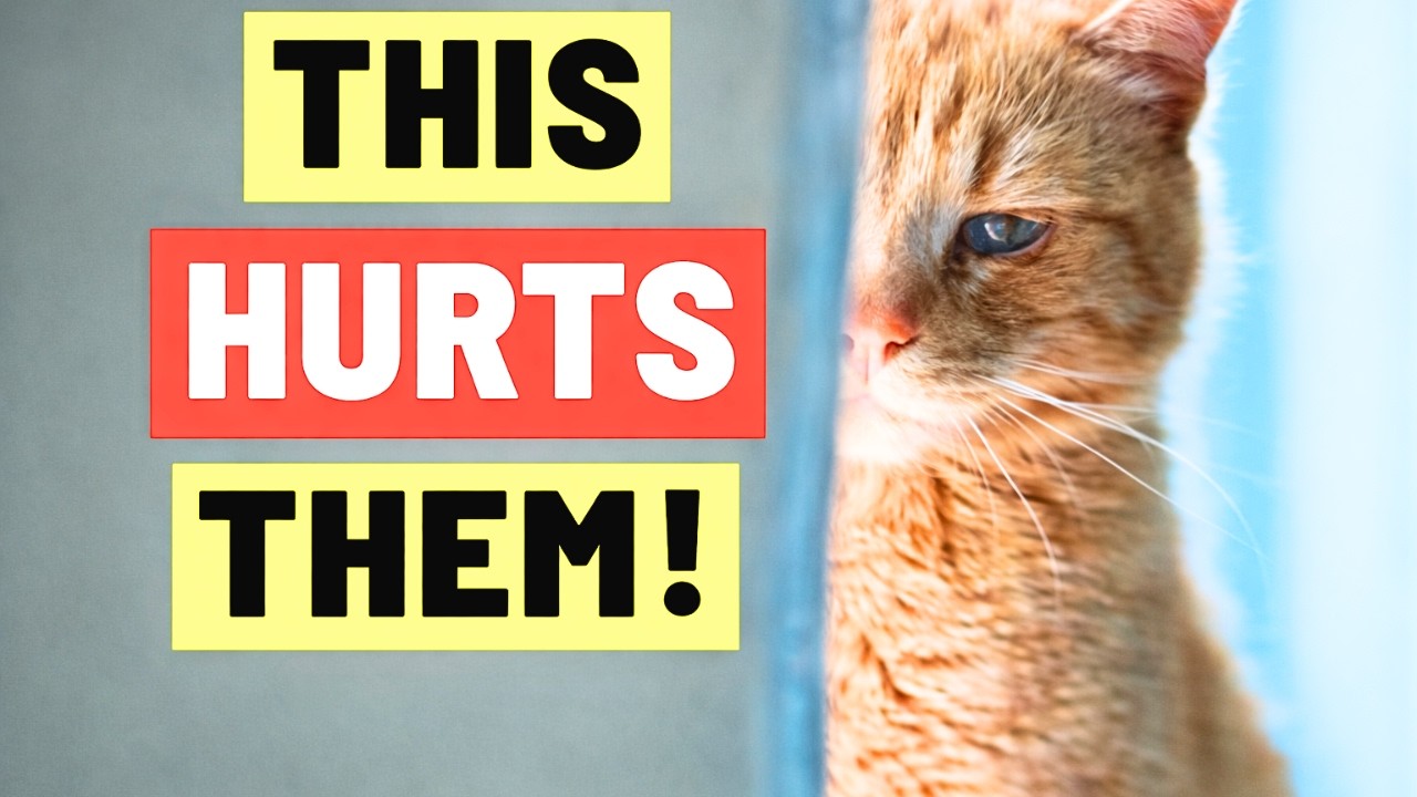 Indoor Cat's Feelings Might Be Hurt — And You Don't Even Know It