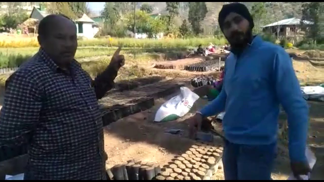 Plantation Of Deodar Tree Sapling |Process Of Plantation | Infotainment