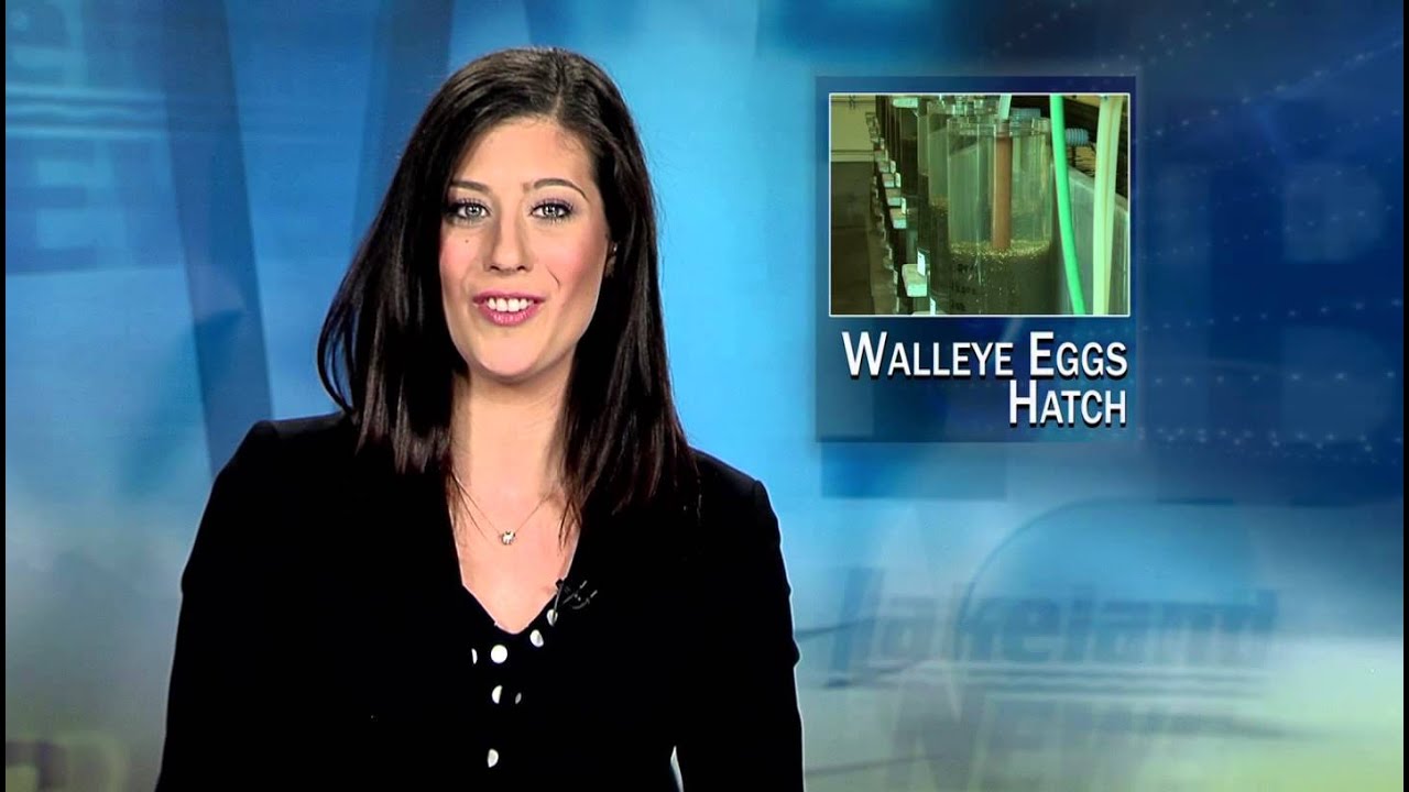 Walleye Eggs Hatch - Lakeland News at Ten - May 12, 2015