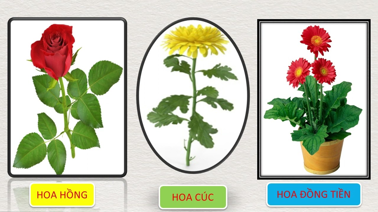 Khám phá: Trò chuyện hoa cúc, hoa hồng, hoa đồng tiền -  Mẫu giáo bé
