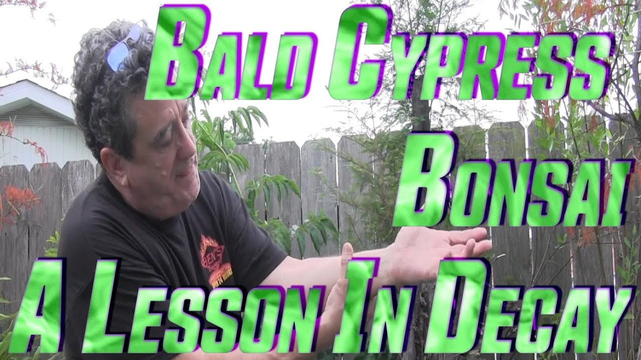 Bald Cypress Bonsai - Rare Natural Deadwood Features, A Lesson In Decay
