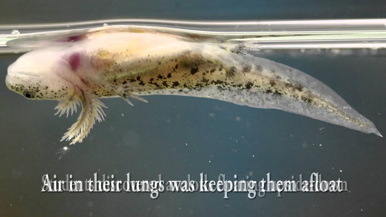 Axolotl salamanders continue to intrigue researchers