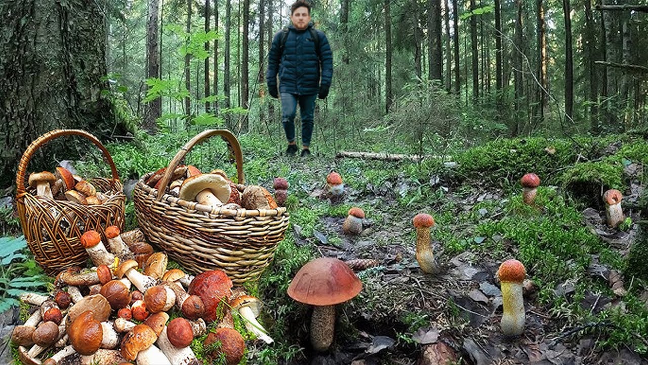 Гигантские грибы продолжают расти! Грибы 2025 😱🍄🌲 Красивые большие грибы. Экстремальный сбор грибов