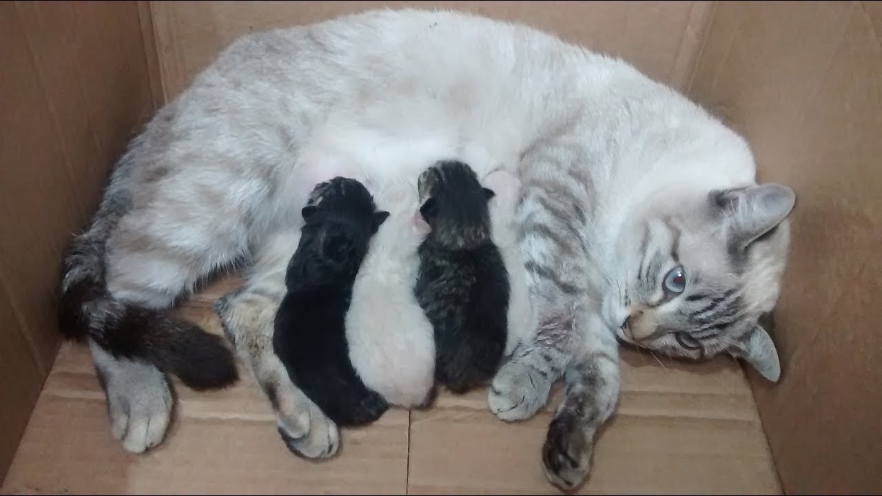 Gatinhos Nascendo