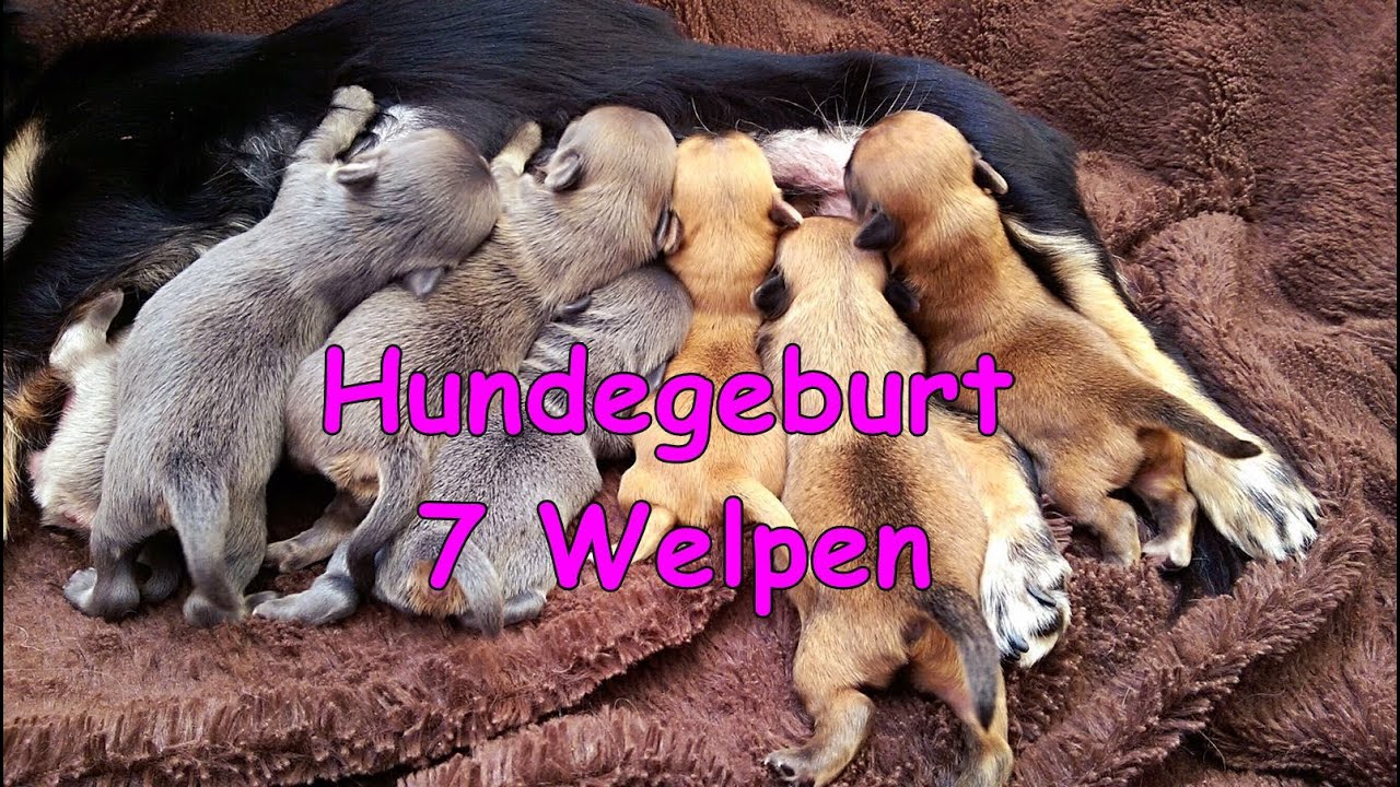 Nat&uuml;rliche Hundegeburt - Wurf von 7 Welpen [vLog]