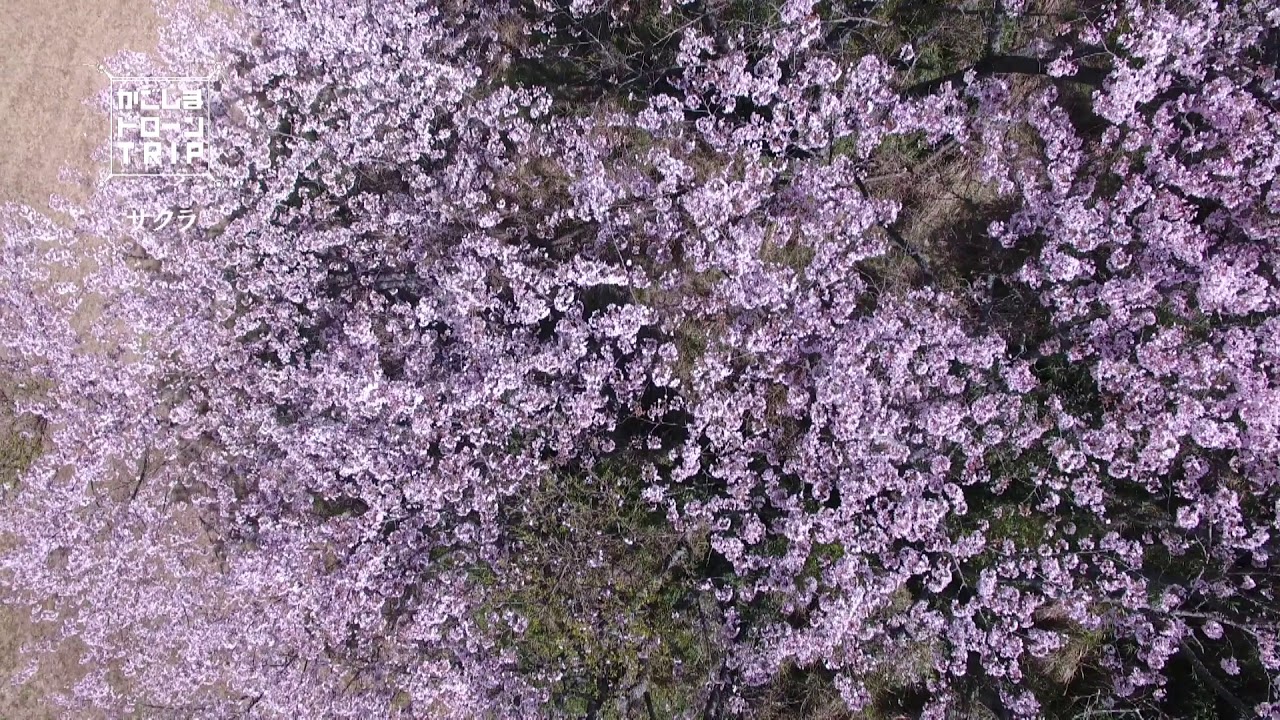 薩摩川内市入来町浦之名・サクラ