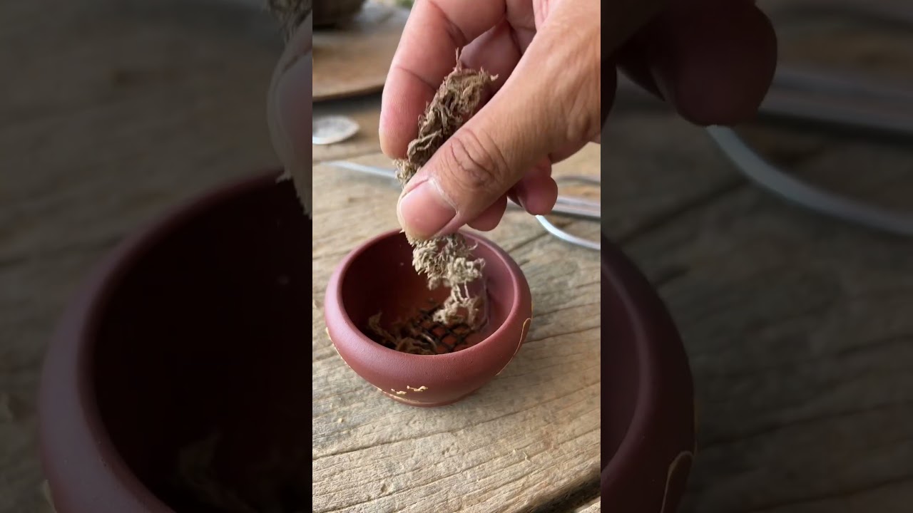 Watch This Mind-Blowing Bonsai Time-Lapse That Will Leave You Speechless #diy #bonsai #盆栽 #gardening