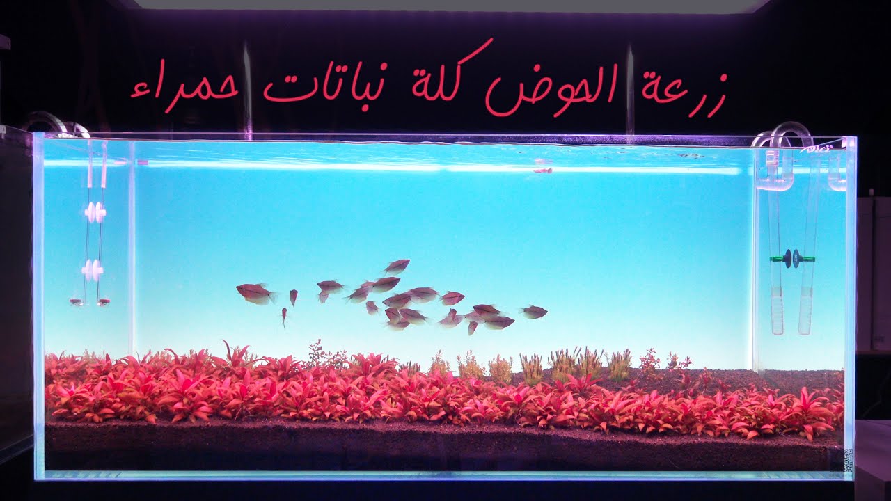 حوض النباتات الحمراء | 1 |