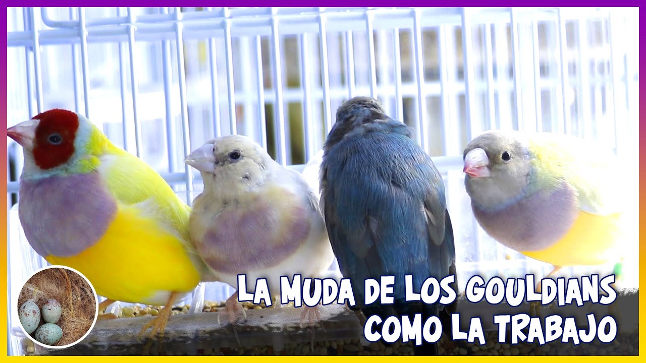 LA MUDA de los GOULDIANS como la TRABAJO🦜