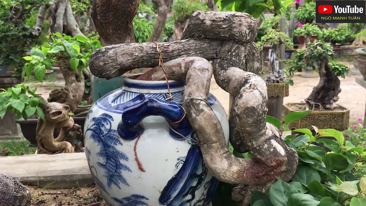 VƯỜN CÂY CẢNH TRẦN QUANG THIỆN AN NHƠN BÌNH ĐỊNH