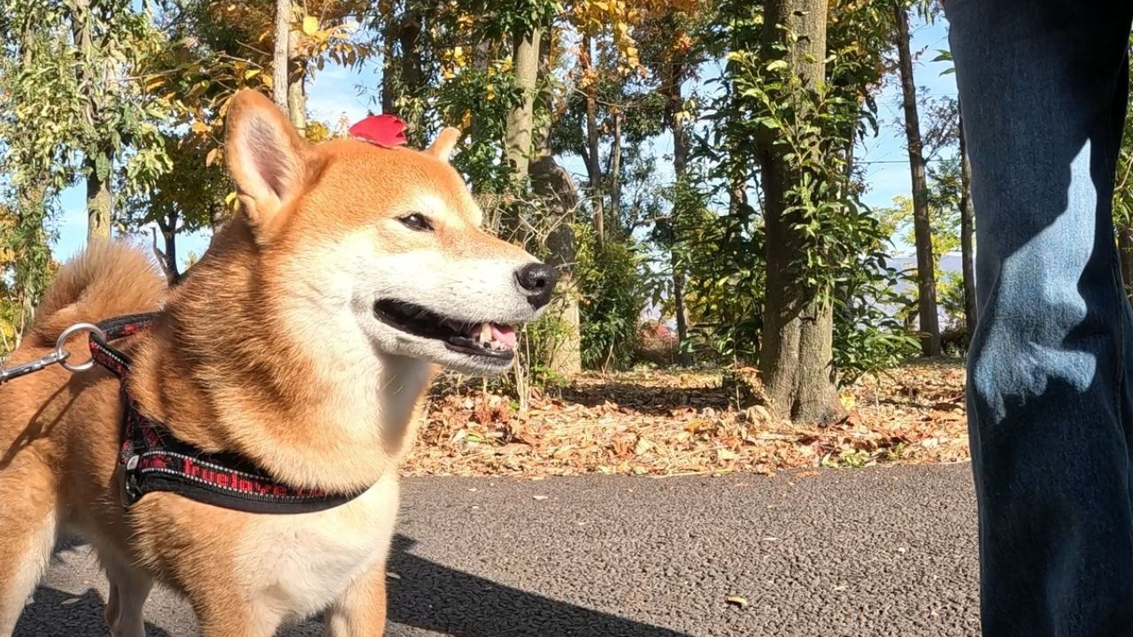 【一緒だと癒し2倍2倍】気持ちの良い天気や景色も愛犬と一緒だと倍増です