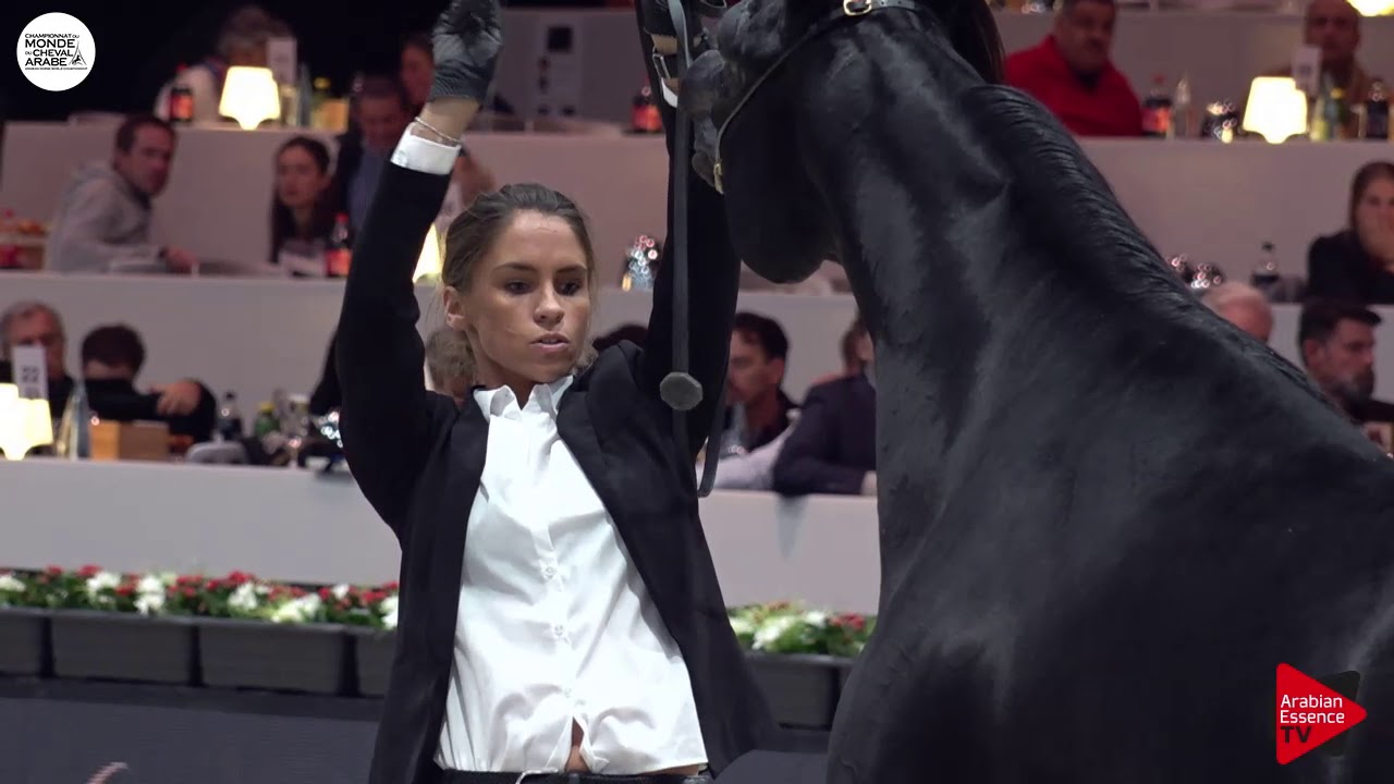 N.132 BENJHY - Paris 2018 - Senior Stallions (Class CM 6A)