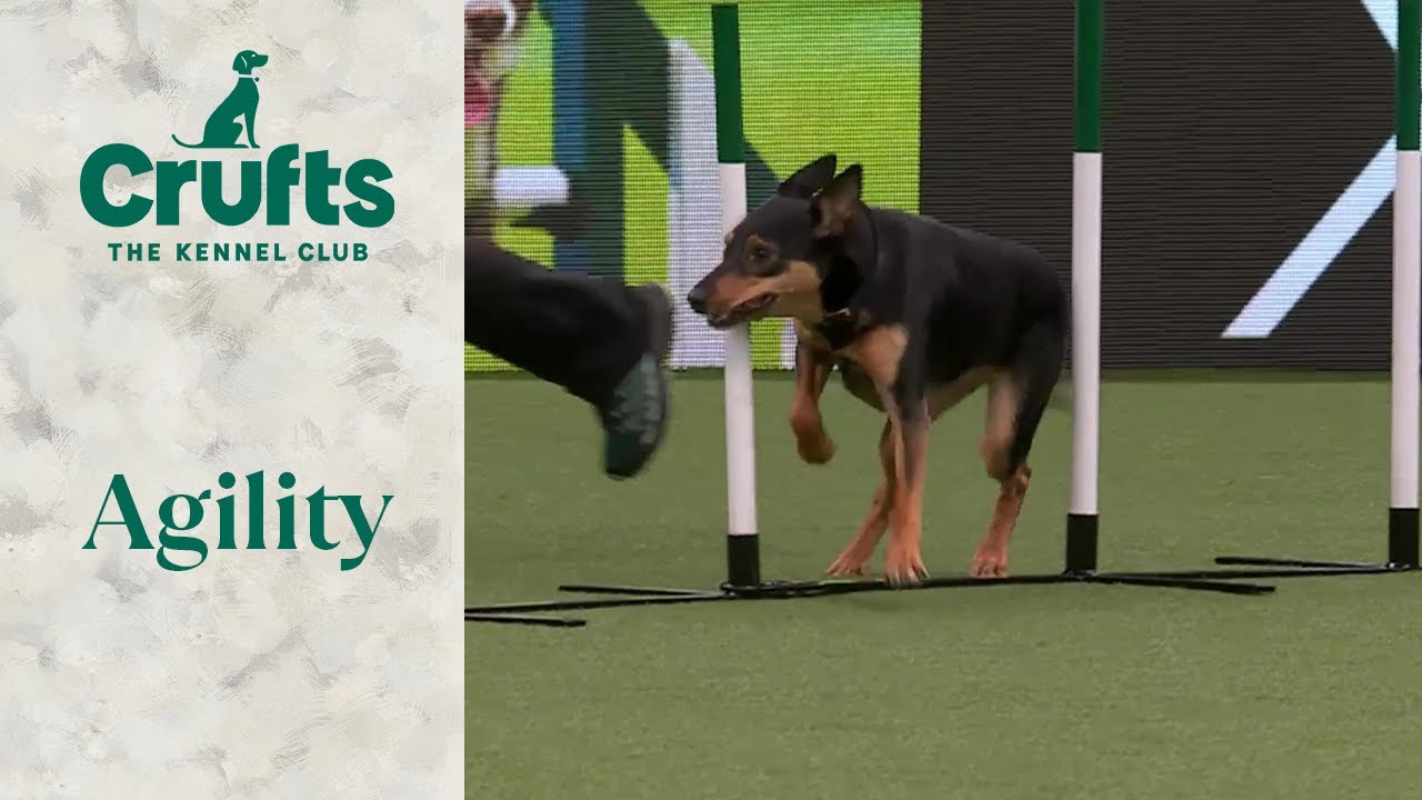 Agility - Crufts Novice Cup Final (Jumping) Part 1