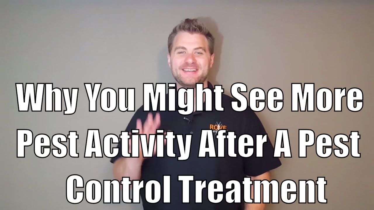 Why you might see more pest activity after a pest control treatment