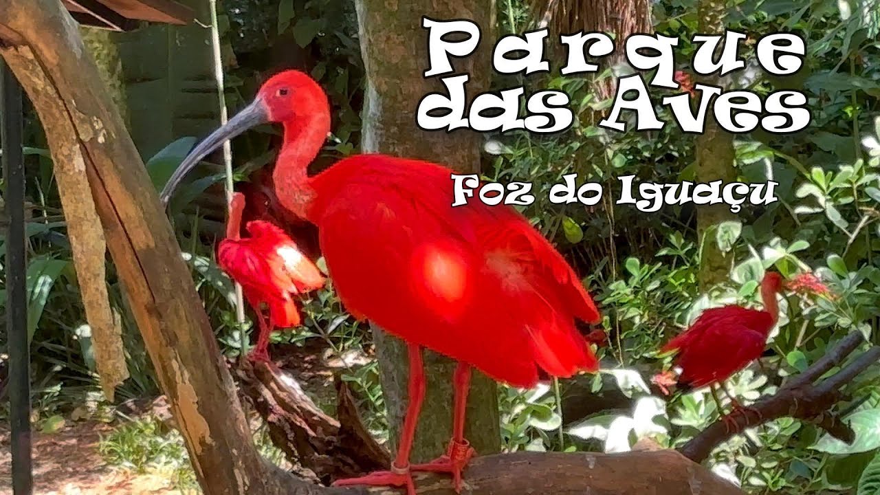 PARQUE das AVES - Uma imersão fascinante no universo das aves