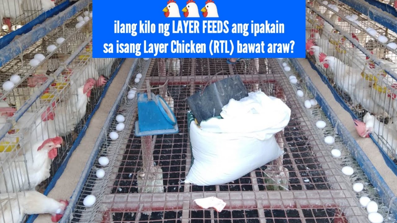 ilang kilo ng LAYER FEEDS ang ipakain sa isang Layer Chicken (RTL) bawat araw?