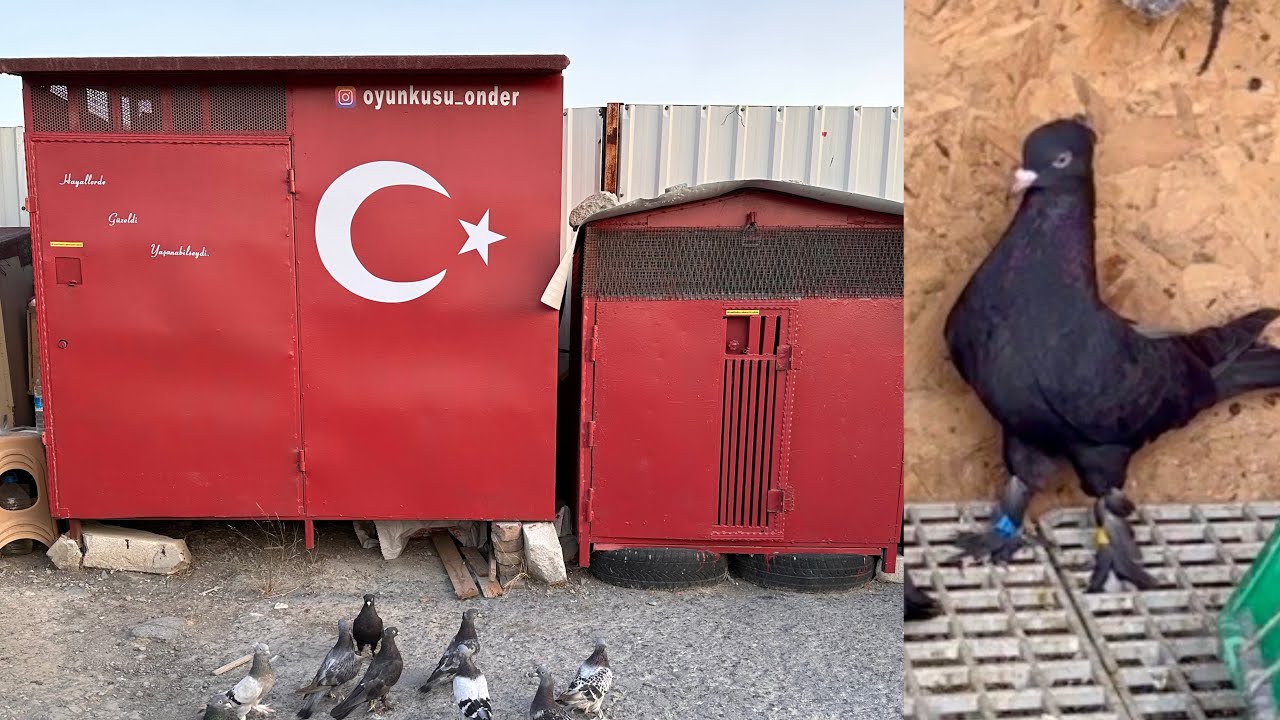 KÜMESLERİ KALDIRIYORUZ ! ARAP YAVRUNUN OYUNLARI - Taklacı Güvercin Oyunkuşu