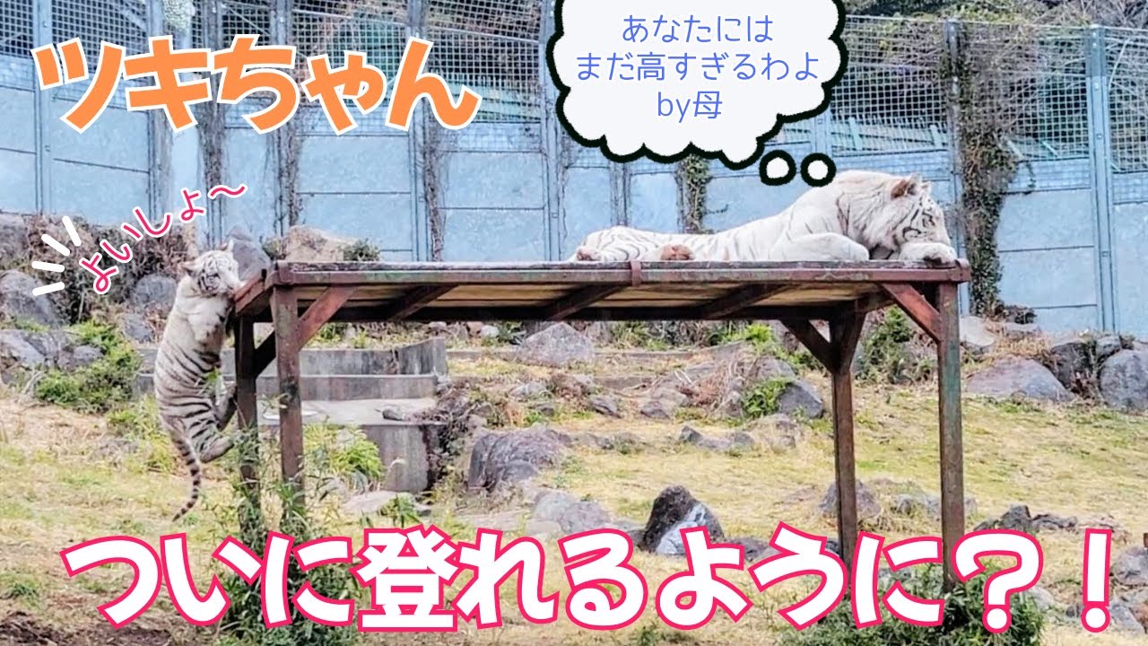 伊豆アニマルキングダム | ツキちゃんの頑張る姿に応援せずにはいられない | これがママの教育方針 | グランパ寝床の奪い合い | ホワイトタイガー