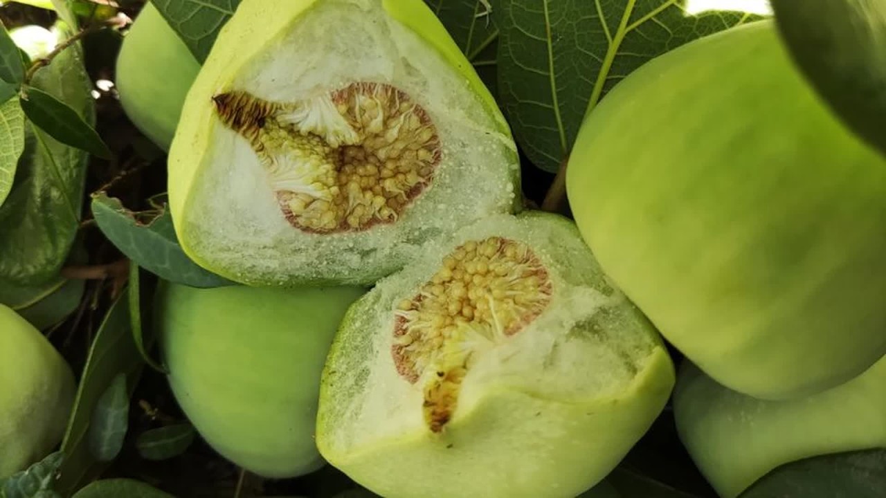 它长得像无花果，为了摘这野果做豆腐，爬上6米高老树，真不容易