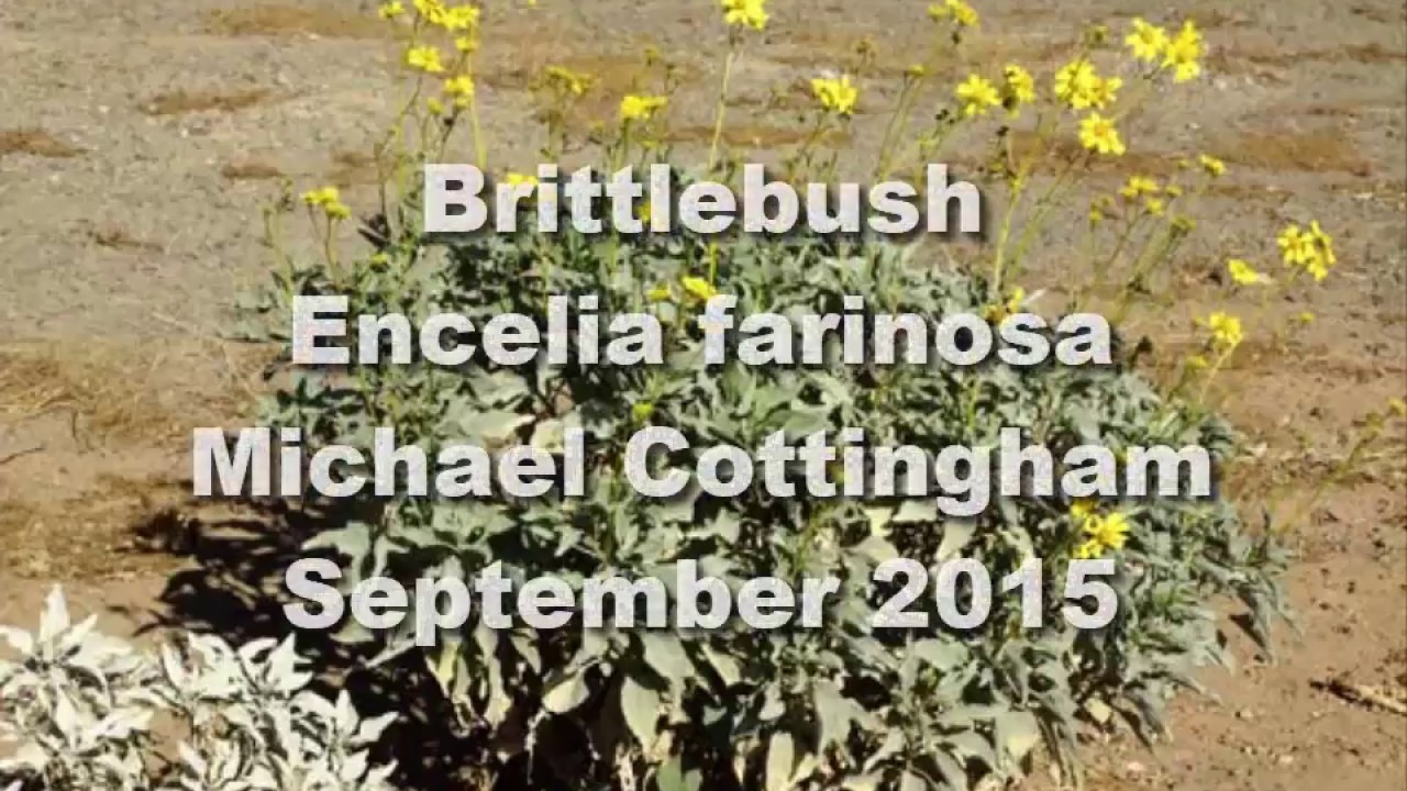 Brittlebush  - Encelia farinosa