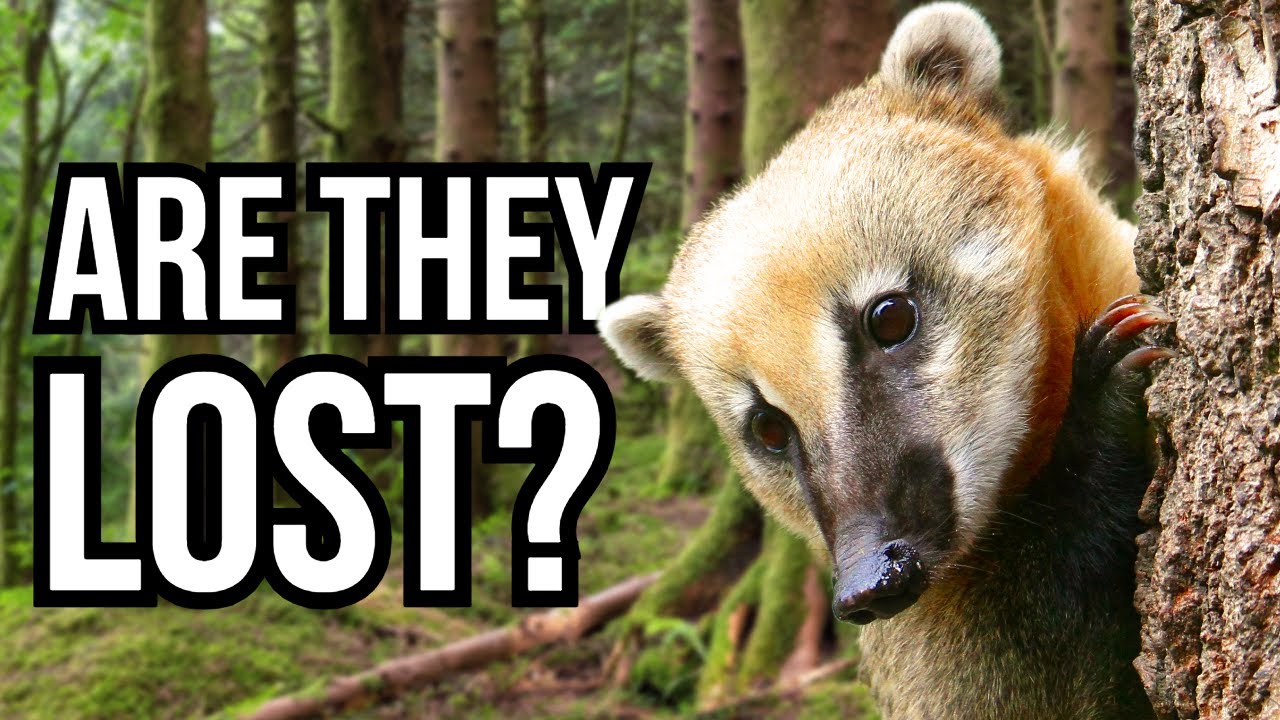 5 American Animals That Have Randomly Appeared In The UK