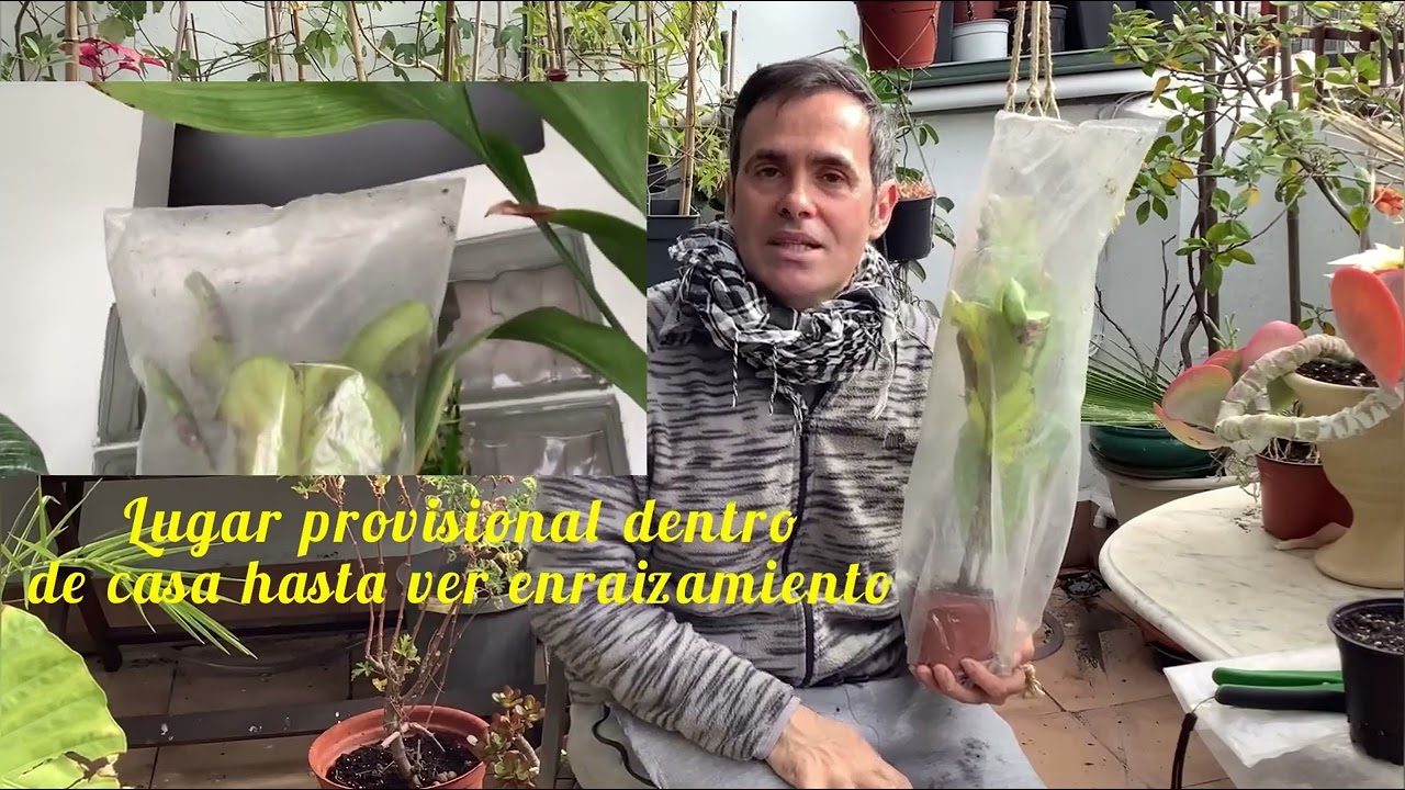 Esquejes de ficus  Lyrata CAP 87