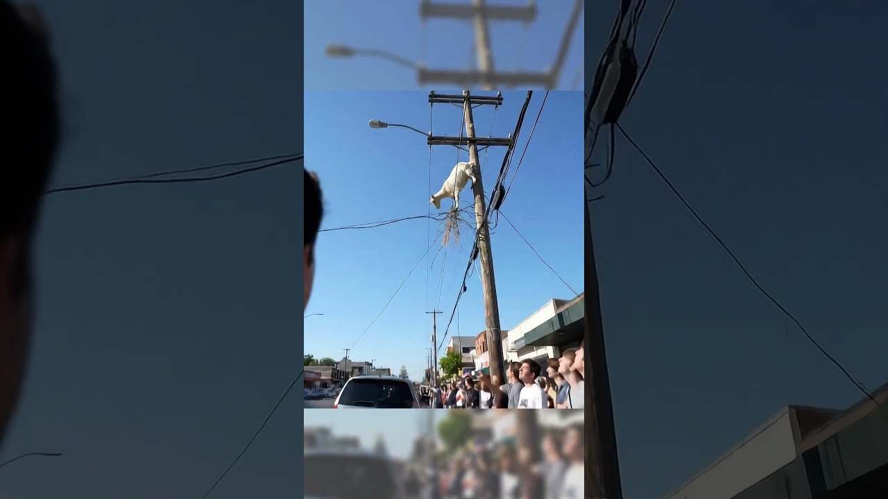 “Goat Balancing on Power Lines?! 😳🐐📱” 
