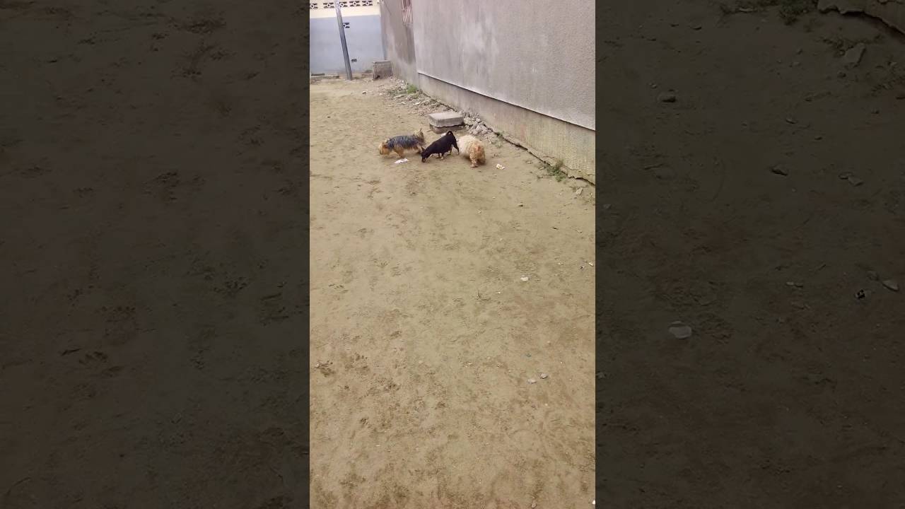 Animaux adorables
