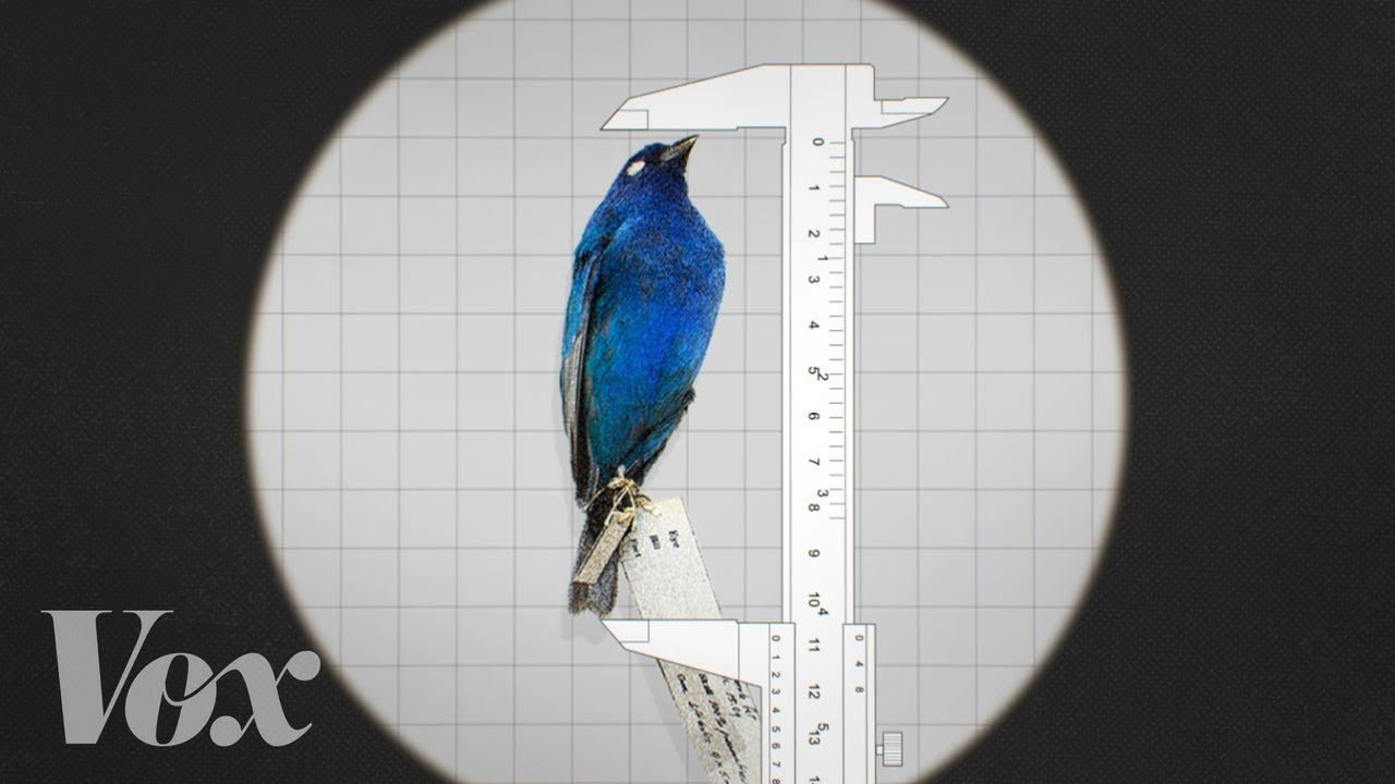 Why some animals are shrinking