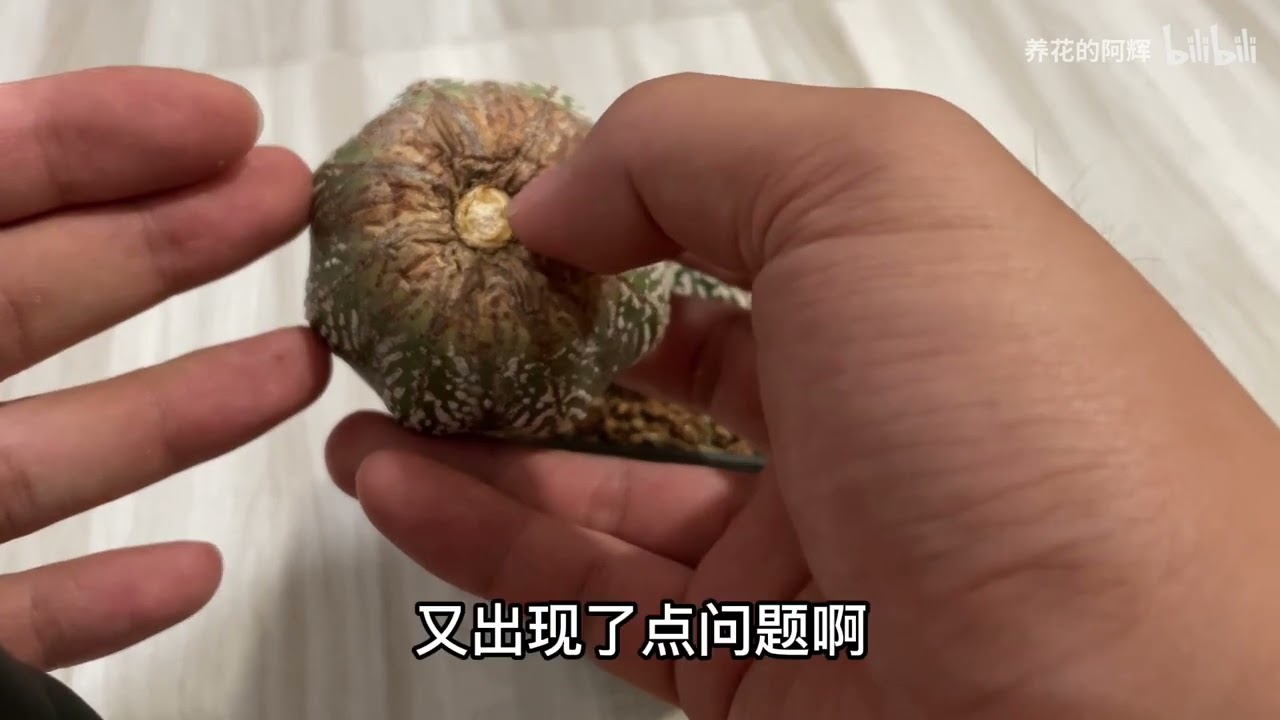 根系切到这么短的兜怎么发根，其实也是一样的操作
