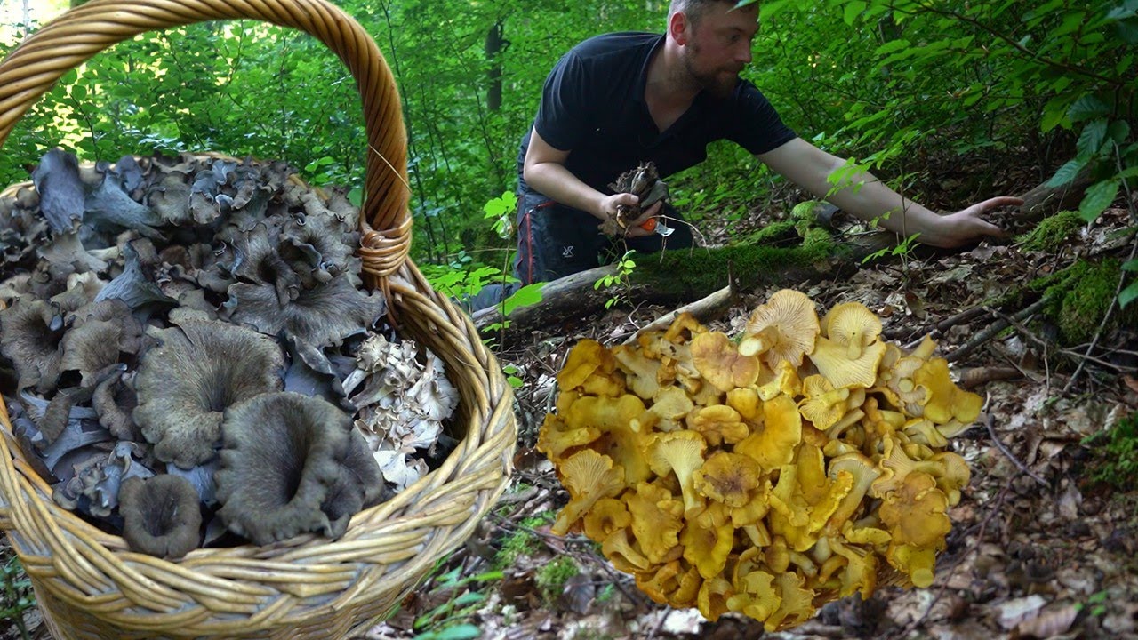 Totentrompeten & Pfifferlinge: Der ganze Wald steht voll!