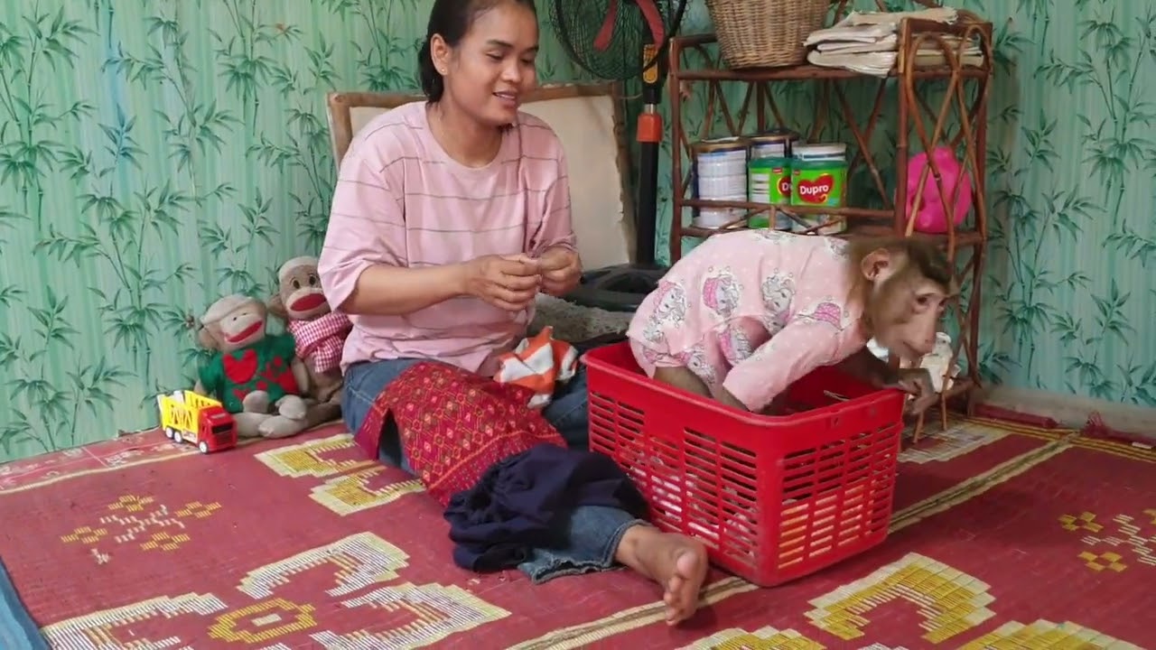 The daily life monkey Koko and Yoko family with the best mom care