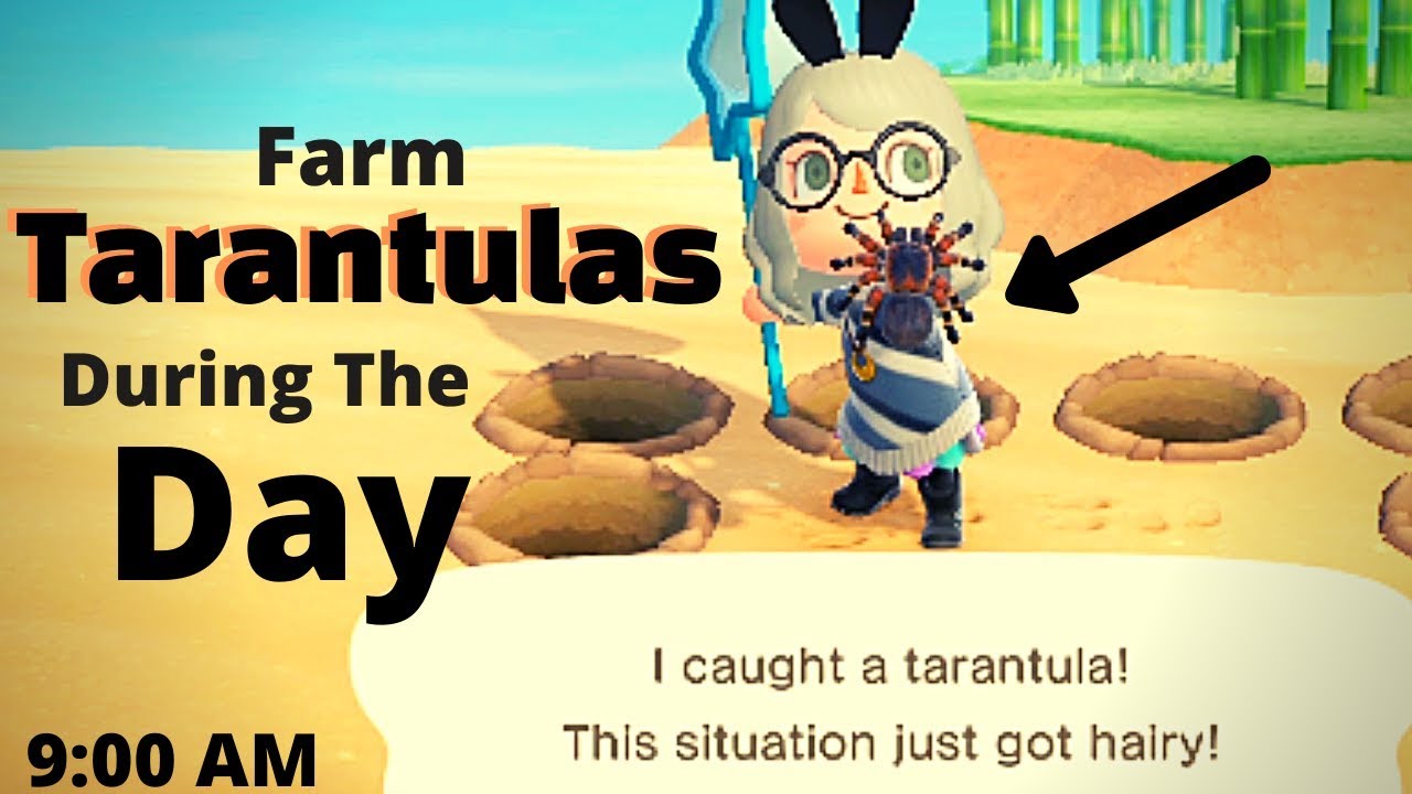Catch Tarantulas During The Day! Animal Crossing New Horizons | Spawn Spiders During The Day!