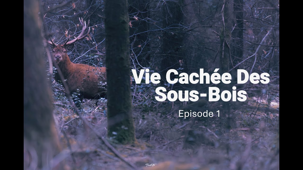 Vie Cachée Des Sous Bois  -  Episode 1