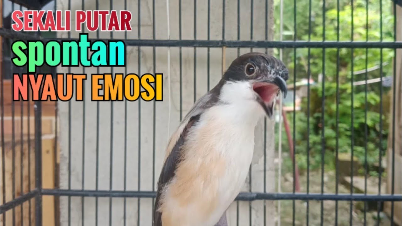Suara Pancingan Cendet MH Paruh Celah Sekali Putar Bikin Cendet Manapun Langsung Nyaut Ikutan Bunyi