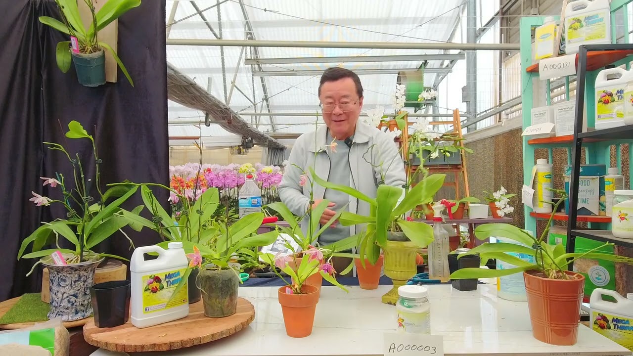 Norman Fang Live!  Episode 134 Growing Phalaenopsis hieroglyphica